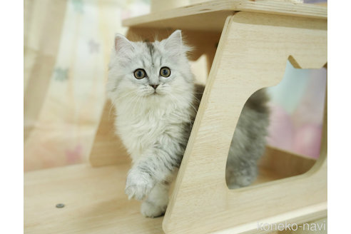 成約済の千葉県のミヌエット-100422の3枚目